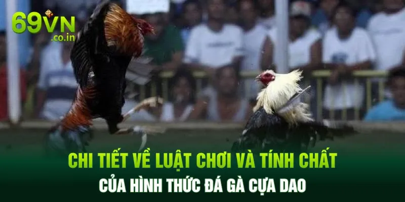 Chi tiết về luật chơi và tính chất của hình thức đá gà cựa dao Chi tiết về luật chơi và tính chất của hình thức đá gà cựa dao