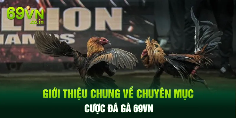 Giới thiệu chung về chuyên mục cược đá gà 69VN Giới thiệu chung về chuyên mục cược đá gà 69VN