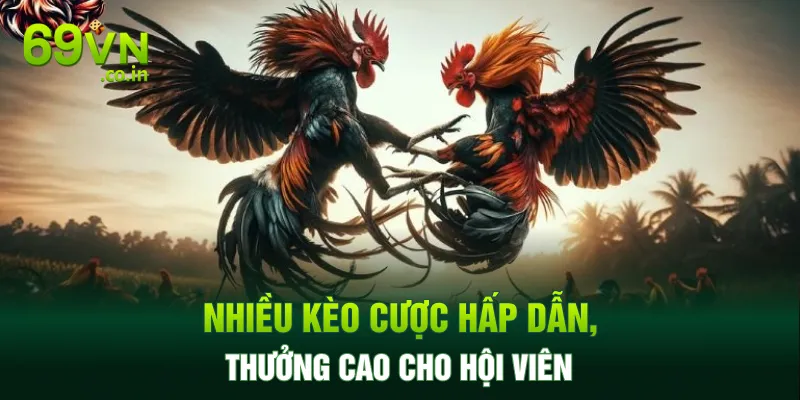 Nhiều kèo cược hấp dẫn, thưởng cao cho hội viên Nhiều kèo cược hấp dẫn, thưởng cao cho hội viên