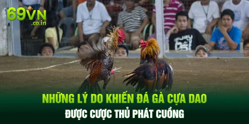 Những lý do khiến hình thức đá gà này được cược thủ phát cuồng Những lý do khiến hình thức đá gà này được cược thủ phát cuồng