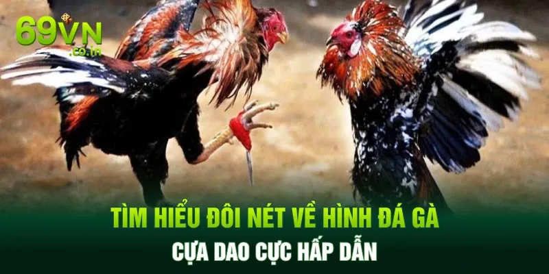 Tìm hiểu đôi nét về hình hình đá gà cựa dao cực hấp dẫn Tìm hiểu đôi nét về hình hình đá gà cựa dao cực hấp dẫn
