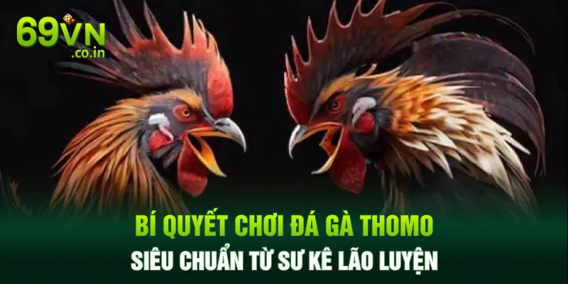 Bí quyết chơi đá gà Thomo siêu chuẩn từ sư kê lão luyện Bí quyết chơi đá gà Thomo siêu chuẩn từ sư kê lão luyện