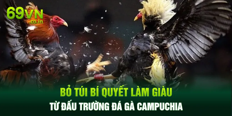 Bỏ túi bí quyết làm giàu từ đấu trường đá gà Campuchia Bỏ túi bí quyết làm giàu từ đấu trường đá gà Campuchia