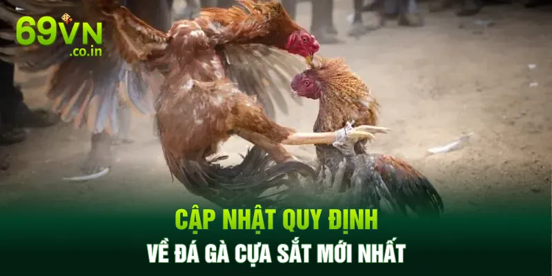 Cập nhật quy định về đá gà cựa sắt mới nhất Cập nhật quy định về đá gà cựa sắt mới nhất