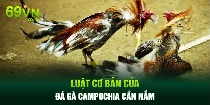 Luật cơ bản của đá gà Campuchia cần nắm Luật cơ bản của đá gà Campuchia cần nắm