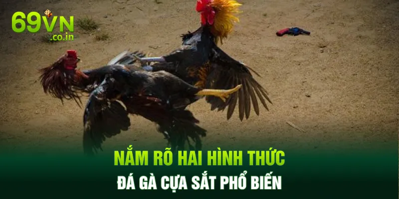 Nắm rõ hai hình thức đá gà cựa sắt phổ biến Nắm rõ hai hình thức đá gà cựa sắt phổ biến