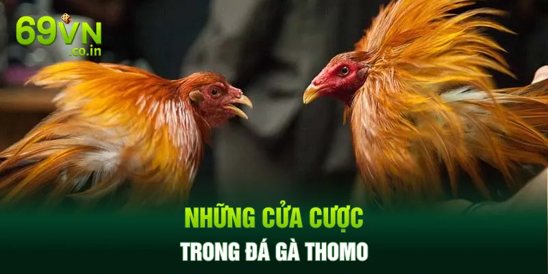 Những cửa cược trong đá gà Thomo Những cửa cược trong đá gà Thomo