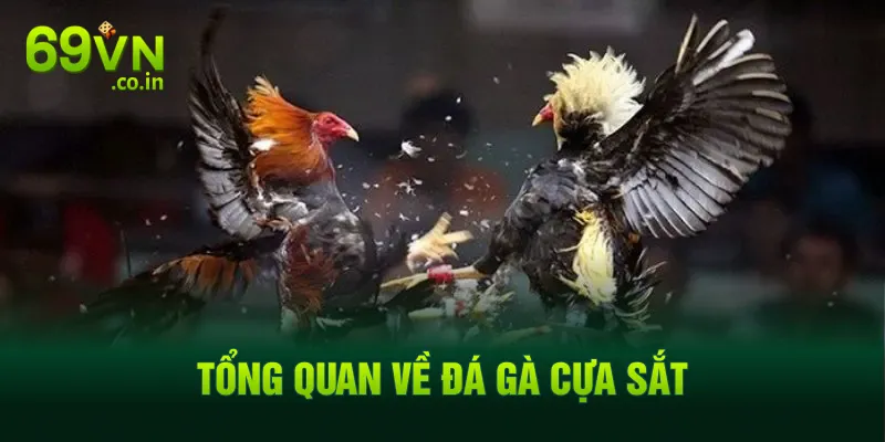 Tổng quan về đá gà cựa sắt Tổng quan về đá gà cựa sắt