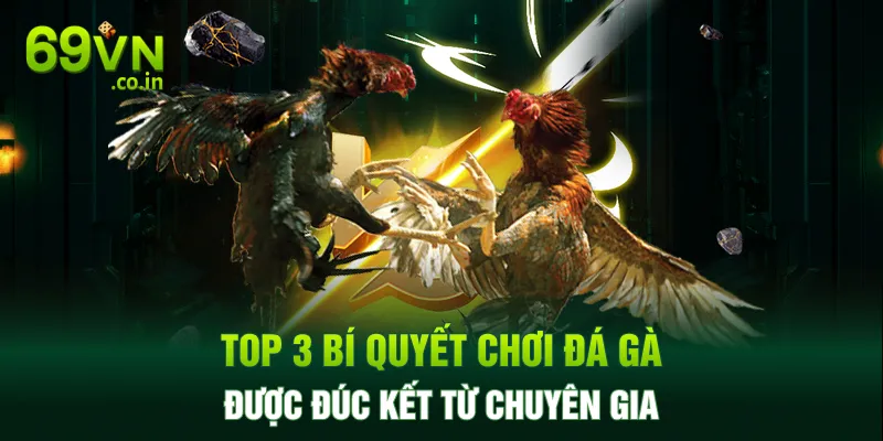 Top 3 bí quyết chơi đá gà được đúc kết từ chuyên gia Top 3 bí quyết chơi đá gà được đúc kết từ chuyên gia